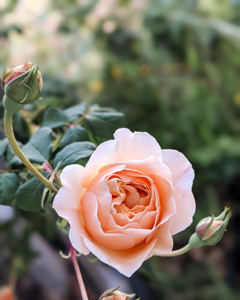 A pink rose, just beginning to bloom on a vine next to other rosebuds.