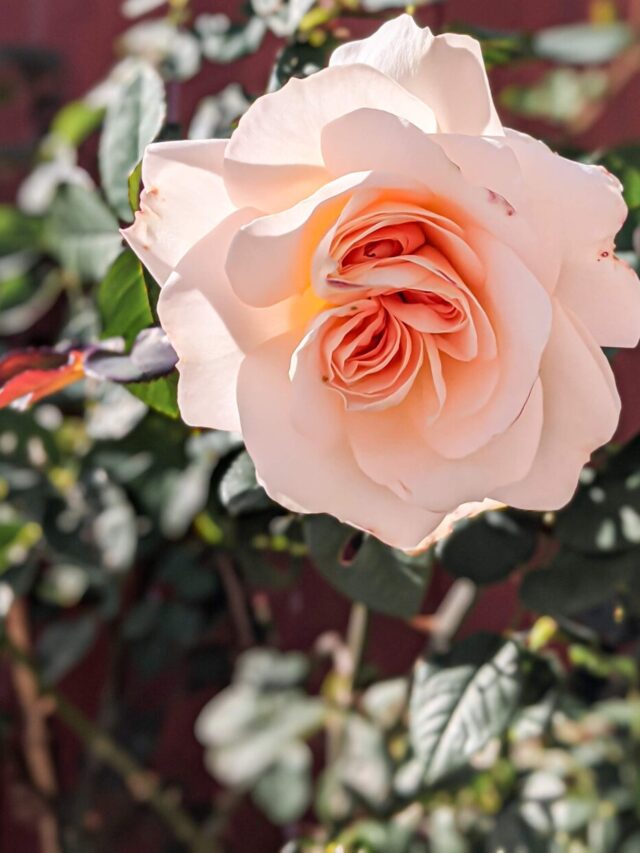 Joan Fontaine blooming in December—a soft, pink rose.