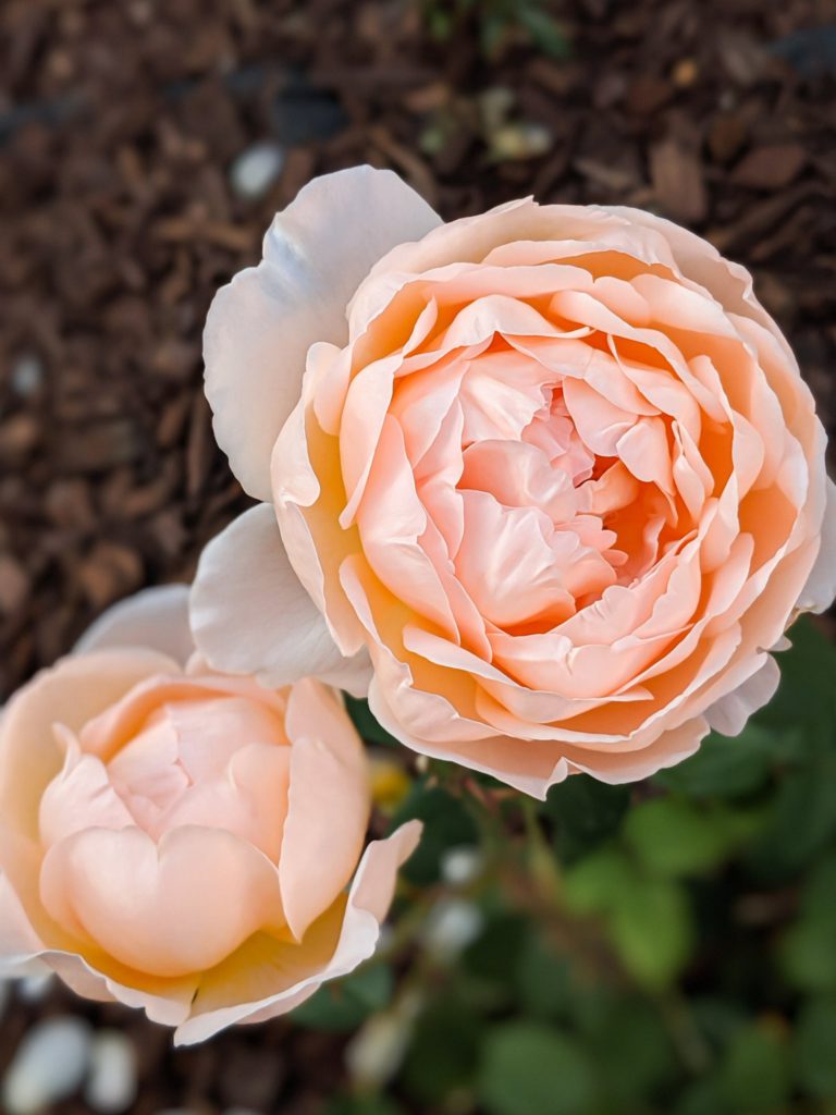 The Simple Steps I Took to Transplant My Favorite Rose Bush