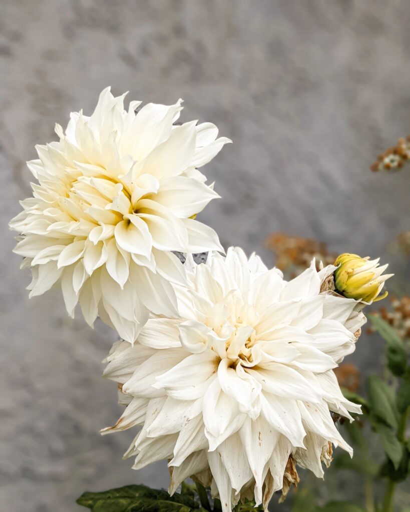 Two large white dinnerplate dahlias bloom in front of a gray stucco wall.