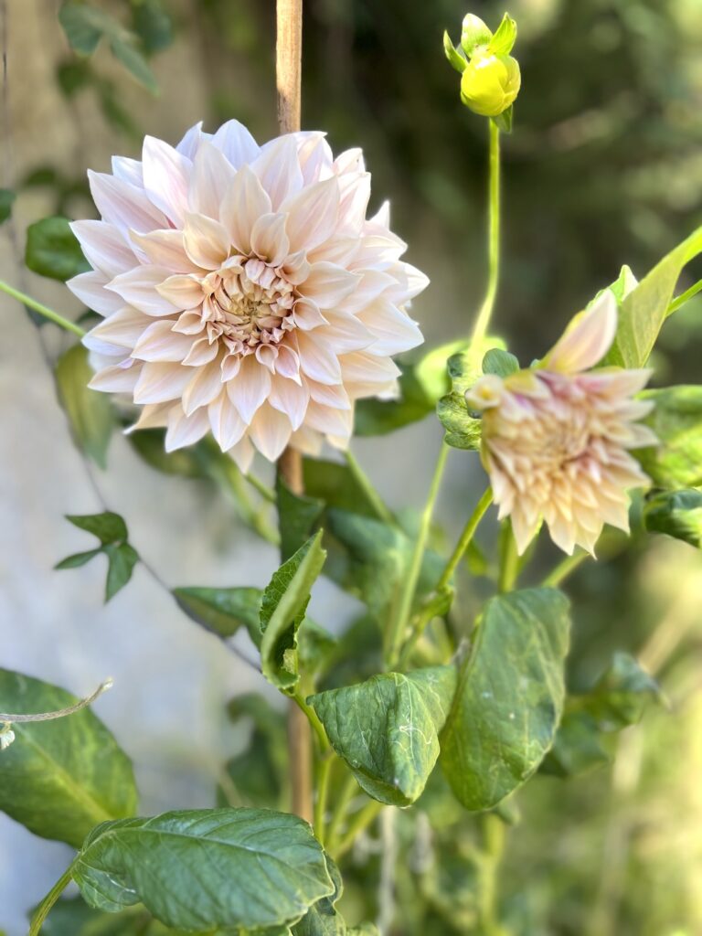 A cafe au lait dahlia blooms in a garden.