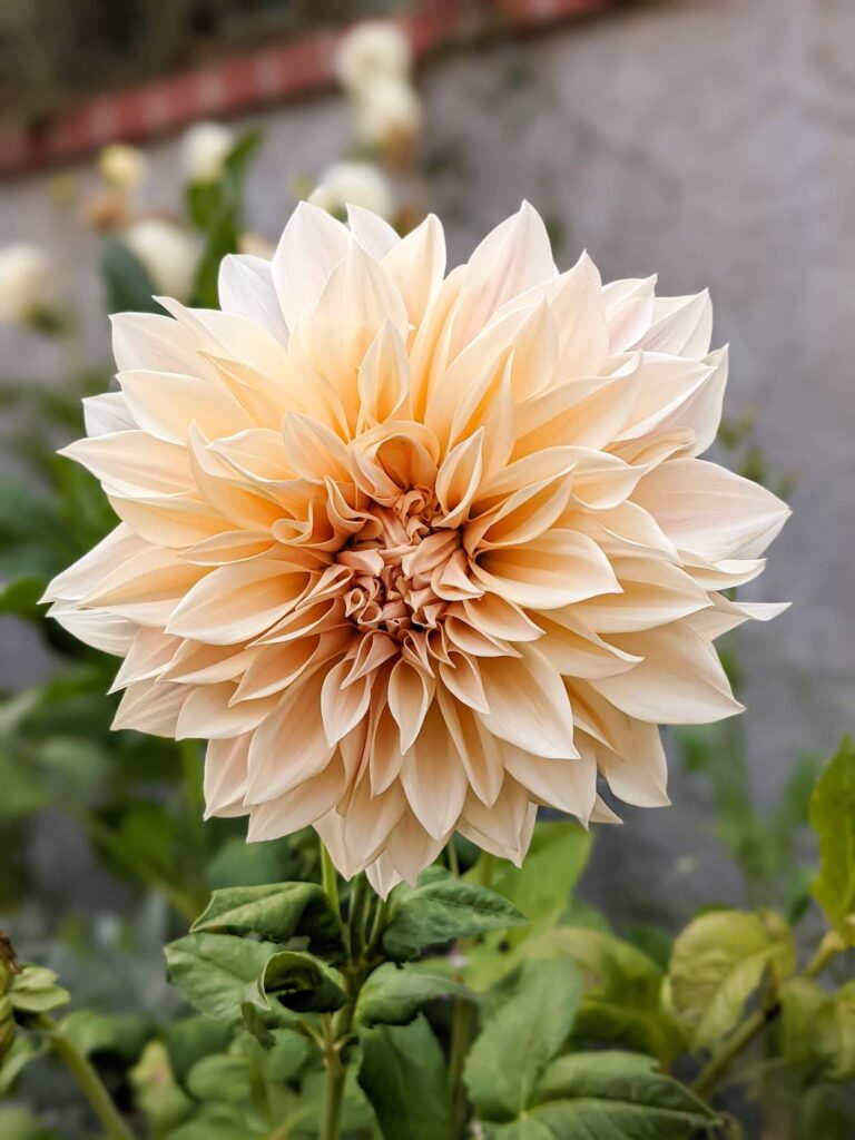 A peach cafe au lait dahlia fills the entire photo with a little greenery visible at the edges.